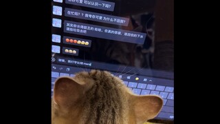 Mèo con tan vỡ