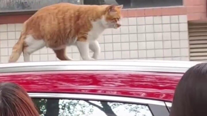 Kucing: Aku tak bisa berkata apa-apa. Anggota keluargaku, seseorang menyentuh pantatku.
