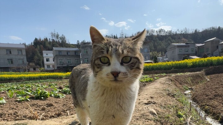 Meow Meow: Baru aja berguling di kubangan kotoran, nempel-nempel!