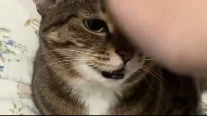 Cat Startup Sounds