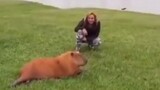 Don't touch the capybara easily, otherwise it will...