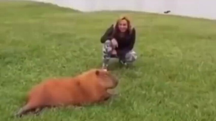 Don't touch the capybara easily, otherwise it will...