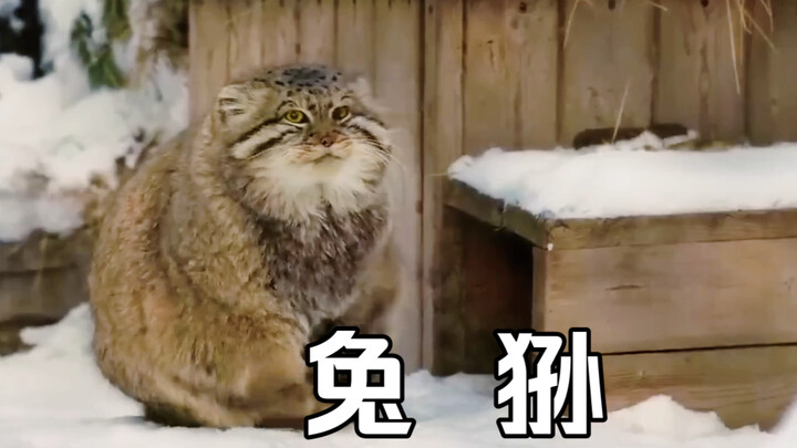 อย่าหลงกลความน่ารักภายนอกของพวกมัน – แมวป่าพังกอล