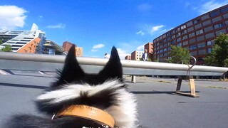 有一只会跑酷狗狗，是多么快乐的一件事！