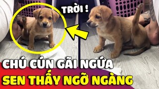 Độc lạ chú cún 'GÃI NGỨA' theo kiểu không giống ai khiến con Sen NGỠ NGÀNG 😅 | Gâu Đần