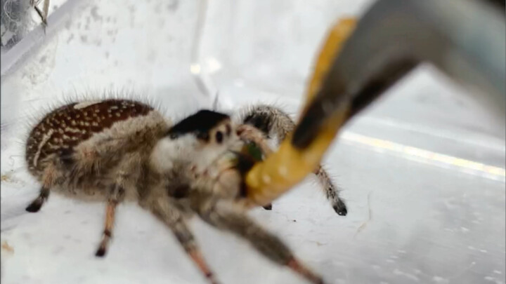 Apa yang akan terjadi jika kamu merebut mangsanya?