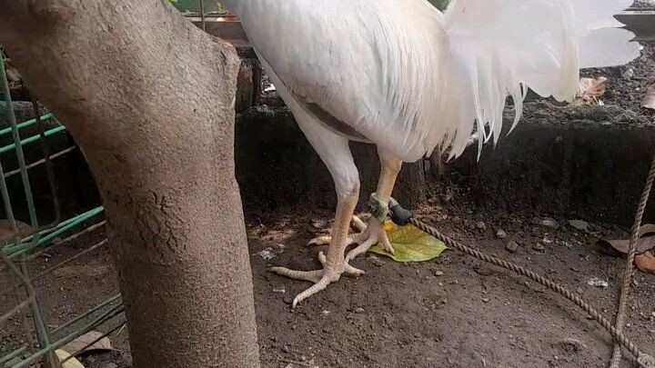 F1 White kelso biboy line