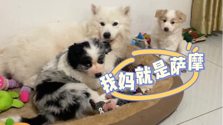 How can I prove that my three little ones are really from my Samoyed?