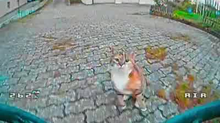 What happens when you challenge a cat with a drone...