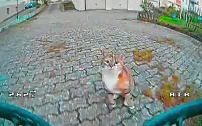 هذا ما يحدث عندما تتحدى قطة باستخدام طائرة بدون طيار...