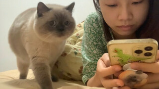 When I was playing games and ignoring my cat...he actually...