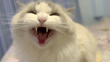 [Hewan] Kucing yang Marah