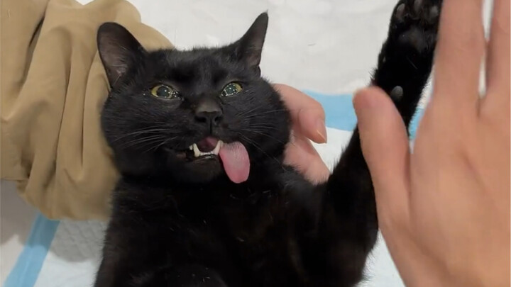 Awalnya pergi untuk menyelamatkan induk kucing, siapa sangka malah menemukan sepasang couple