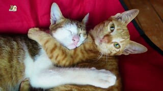 Such a sweet couple of two sibling kitten sleeping on the chair