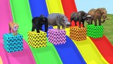 Funny Animals 3d - Long Slide Game Elephant Gorilla Buffalo Hippopotamus Tiger - 3d Animal Game