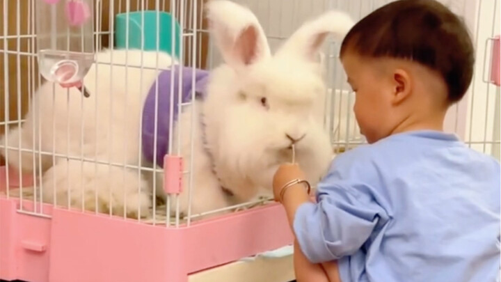 الأرنب لا يملك مشاعر؟؟؟