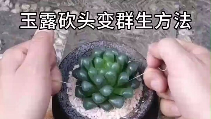 Bagaimana cara membiakkan jade dew menjadi rumpun? Tiga cara praktis untuk merawat jade dew dengan b