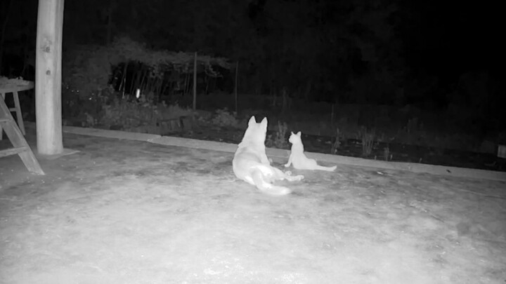 Đêm khuya thanh vắng, một mèo một chó lại bày ra màn tình cảm chưa dứt, đến cái giường cũng bị lật t