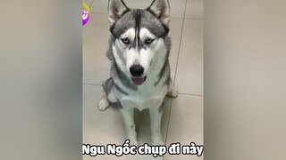 Khi ngáo bị troll. P1 ngáo husky thucung boss