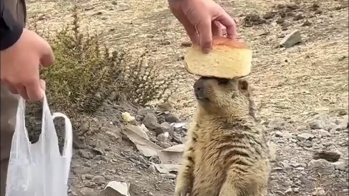 Groundhog: Are you polite, Twoleg?