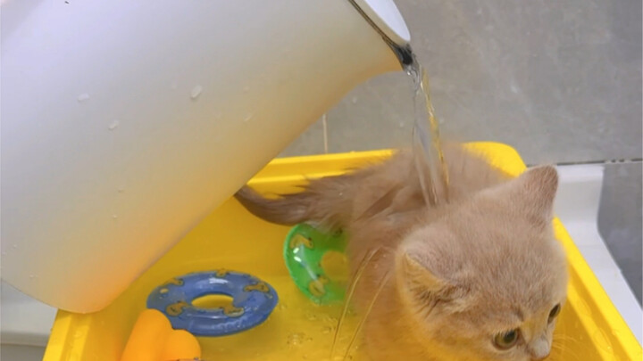 How to make a kitten forget its fear