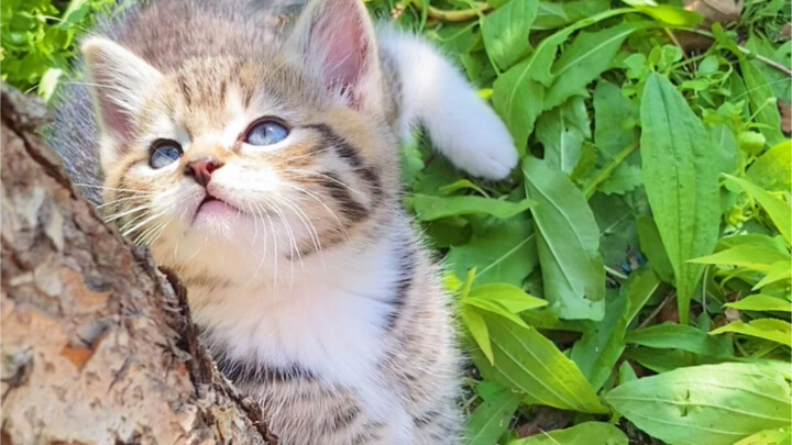 Kucing liar kecil menangis karena terkena lemparan……. Maaf, aku tidak tahan tertawa haha