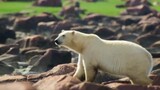 Polar Bear Hunt the Well fish
