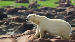 Polar Bear Hunt the Well fish