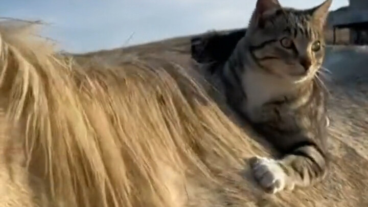 Kucing belang gemuk bilang sama tuannya pengin naik kuda, nggak nyangka si kuda malah maju sendiri d