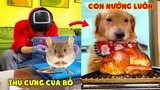 Thú Cưng Vlog | Tứ Mao Ham Ăn Đại Náo Bố #31 | Chó gâu đần thông minh vui nhộn | Funny smart pet dog