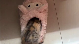 从今以后，这毛拖鞋就是咪的了