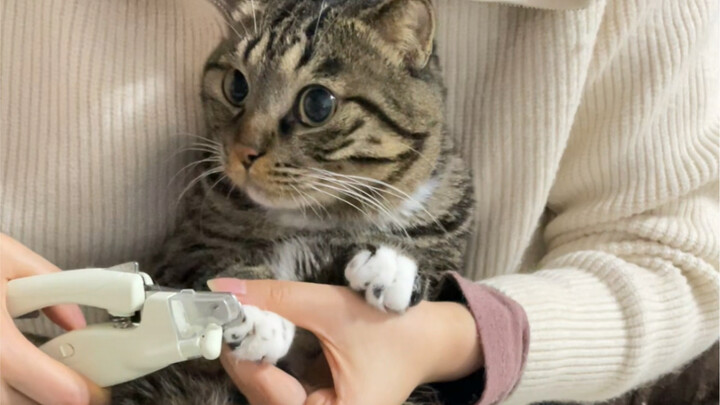 Sao lại có bé mèo ngoan đến mức để mình cắt móng thế này chứ!!!!