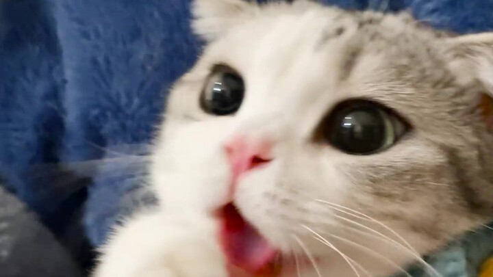This is the first time a cat actively eats catnip, and the effect is immediate!