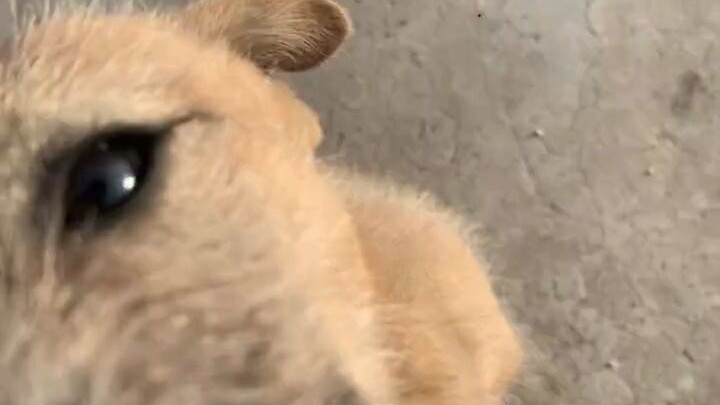 The little dog wants to sneak a kiss from me.