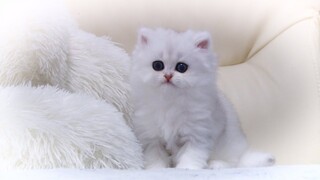 British Longhair kitten | Silver Shaded ns 11 | Silver Chinchilla | 1 month | the Cuttest kitty ever