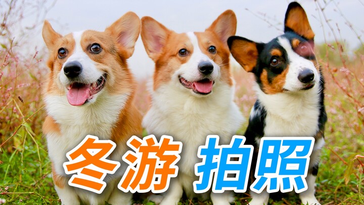 พาค็อกเกอร์ 3 ตัวถ่ายภาพอาร์ตๆ จะยากขนาดไหนกันนะ! 【ดูบี้ขาสั้น】