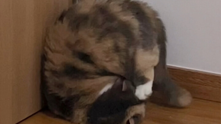 Kamu nggak akan pernah tahu jurus imut apa yang bakal dikeluarkan si kucing detik berikutnya!