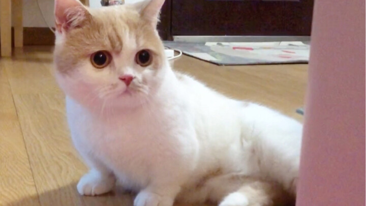 The tomcat’s eyes nearly popped out when he saw the little she-cat for the first time!