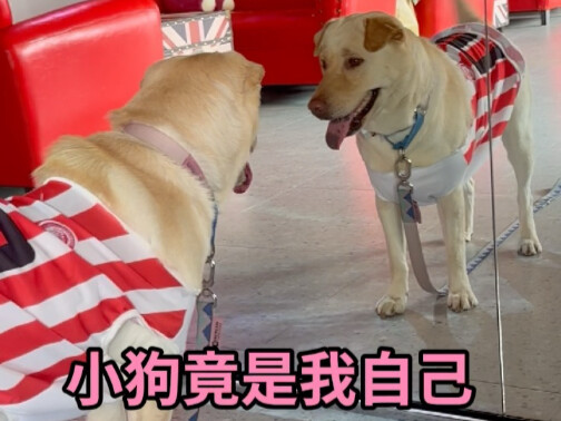 Apakah anjing bisa memahami cermin? Anjing laut tampaknya jatuh cinta pada dirinya sendiri