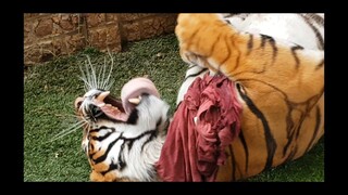 What does the tiger have there ?