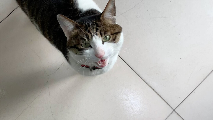 The smartest puppy on the internet has a unique bark!