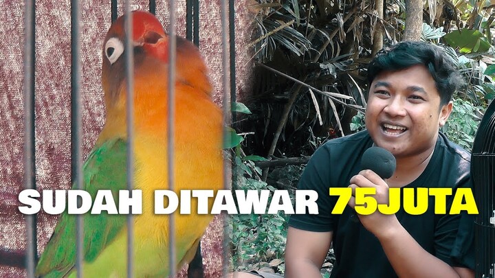 SUDAH DITAWAR 75JUTA , SETING UNTULAN BEBI LOLOHAN DURASI PANJANG