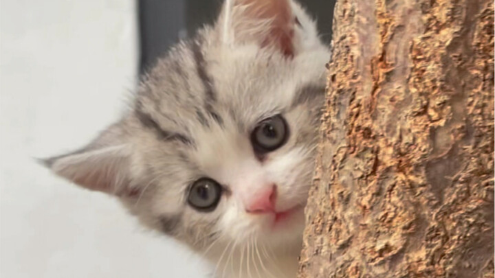 How can I teach this little kitten some manners? Even my husband is at his wit’s end.
