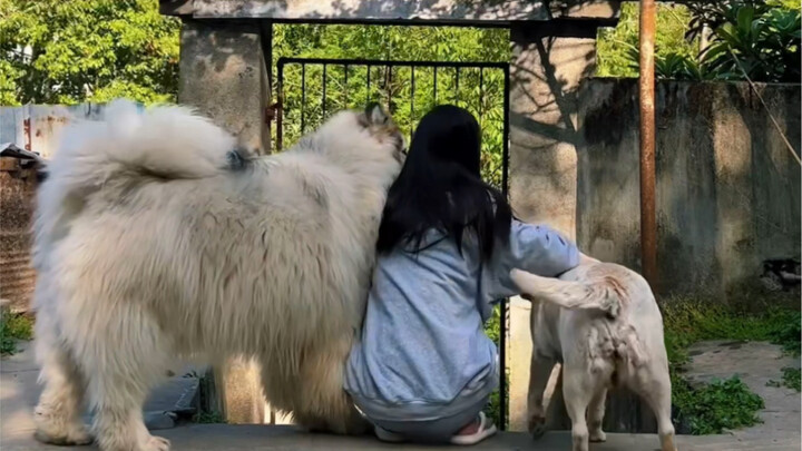 Nhiều người nói là tôi đối xử không công bằng với hai chú chó, nhưng thực ra không phải vậy…