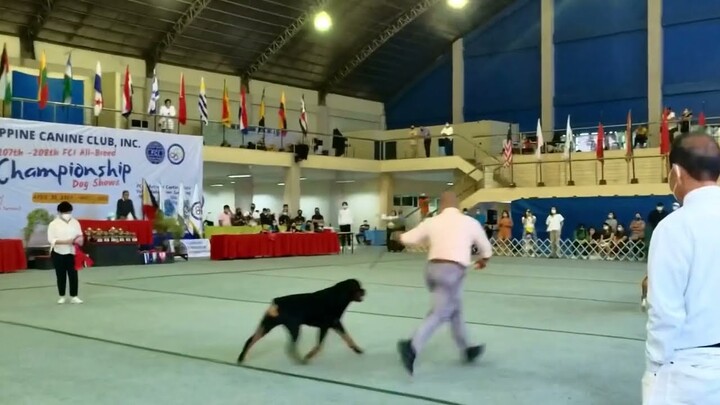 Working Group Competition | PCCI 207th 208th AllBreed Championship Dogshow| Judge: Ms Lorelei Uy