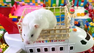 ภารกิจของหนูแฮมสเตอร์ EP 383