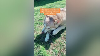 Sticks are my Klee Kai’s obsession 🤪 learnontiktok