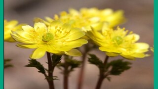 在东北，你知道春天第一个开花的是什么吗？（片尾有惊喜）