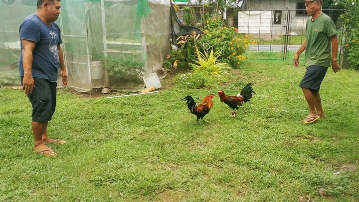 1st spar RH x Kelso Full bros. Local banded
