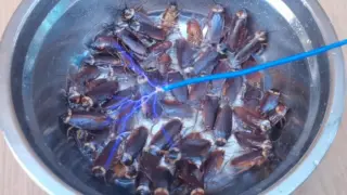 Electrocuting Cockroaches